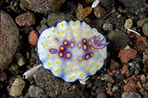 Chromodoris: Goniobranchus Nudibranch - with missing rhinophore - Kubu, T