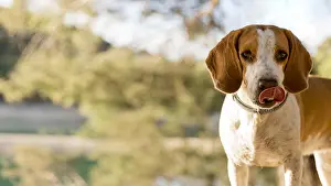 Nurse: good boy dog blurred nature background