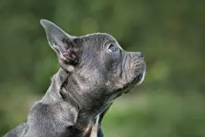 Nose: Good example of healthy brachycephalic French Bulldog