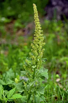 Henry: Good-king-henry - in flower - Edible leaves