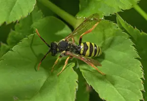 Pesticide: Gooden's Nomad Bee, Nomada goodeniana, on leaf -