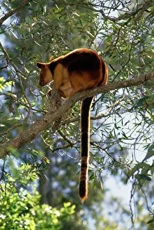 Goodfellowi: GoodfellowIs Tree Kangaroo - in tree