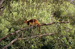 Goodfellowi: Goodfellow's Tree Kangaroo