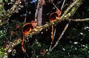 Goodfellowi: Goodfellow's Tree Kangaroo
