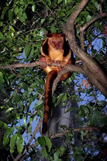 Goodfellowi: Goodfellow's Tree-kangaroo
