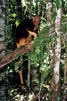 Goodfellowi: Goodfellow's Tree Kangaroo - in branches