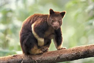 Kangaroos: Goodfellow's Tree-Kangaroo (Dendrolagus goodfellowi