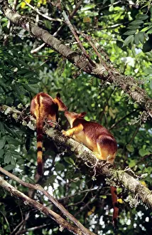 Goodfellowi: Goodfellow's Tree-Kangaroo - female and joey