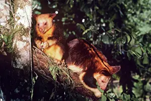 Goodfellowi: Goodfellow's Tree Kangaroo - pair feeding in branches