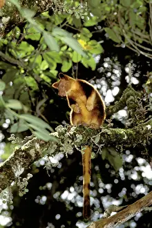 Goodfellowi: Goodfellow's tree-kangaroo - In tree