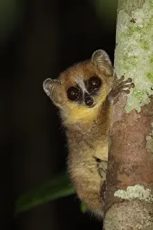 Microcebus: Goodman's Mouse Lemur (Microcebus lehilahytsara) clinging on