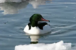 Goosanders: Goosander