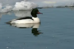Goosanders: Goosander