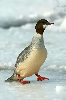 Goosanders: Goosander