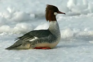 Goosanders: Goosander
