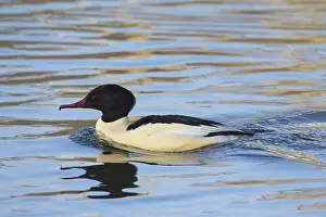 Mergansers: Goosander adult male