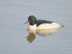 Drake: Goosander drake Mergus merganser Abberton Resevoir