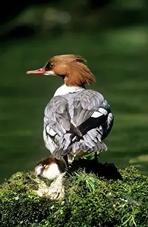 Goosanders: GOOSANDER DUCK - Female