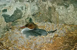 R T Smith: Goosander Duck - female at nest