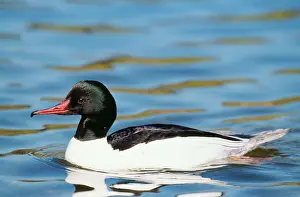 Goosanders: GOOSANDER DUCK - male on water