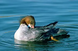Goosanders: Goosander Duck - preening