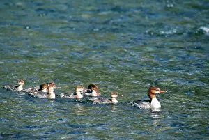 Goosanders: GOOSANDER DUCK - with young