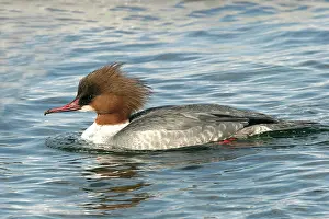 Goosanders: Goosander - female