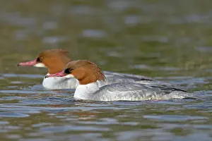 Goosanders: Goosander - female - winter