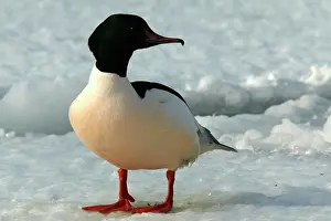 Goosanders: Goosander - male