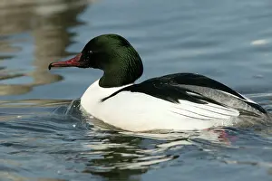 Goosanders: Goosander - male