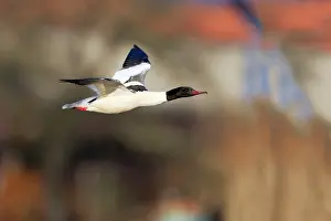 Goosander: Goosander - male in flight