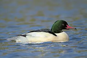 Goosanders: Goosander - male - winter