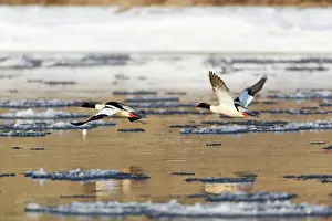 Goosander: Goosander - two males in flight over partially frozen river