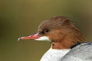 Mergus: Goosander (Mergus merganser) adult female bird head