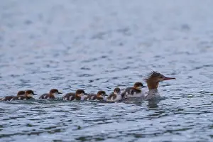 Goosander: Goosander mother with chicks on her back