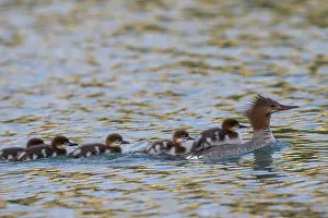Goosander: Goosander mother with chicks on her back