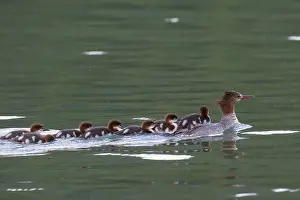 Mergus: Goosander mother with chicks on her back