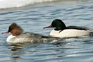 Goosanders: Goosander - pair