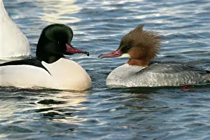 Goosanders: Goosander - pair