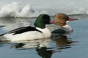 Goosanders: Goosander - pair