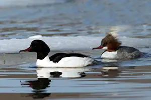 Goosanders: Goosander - pair