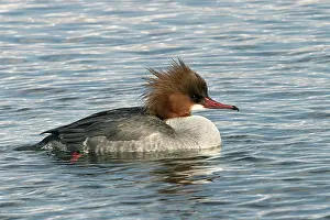 Goosanders: Goosander - in water, female