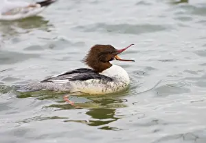 Goosanders: Goosander - winter - beak open showing fish catching teeth