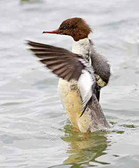 Goosanders: Goosander - winter - flapping wings