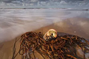 Buoy: Goose Barnacle