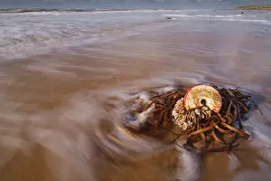 Buoy: Goose Barnacle