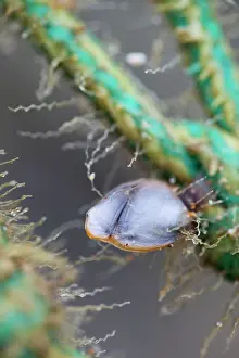 Stalked: Goose Barnacle - attached to rope