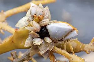 Buoy: Goose Barnacle - and Buoy Barnacles (smaller) (Dosima