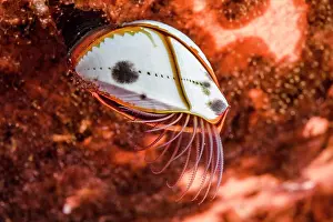 Iles: Goose barnacle (Lepas hillii), Tahiti French Polynesia