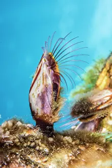Iles: Goose barnacle (Lepas hillii), Tahiti French Polynesia